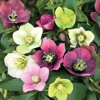 3 Lenten Rose/ Hellebores: En plante hver i tre 2 1/2 tommers potter- flott for høstplanting!