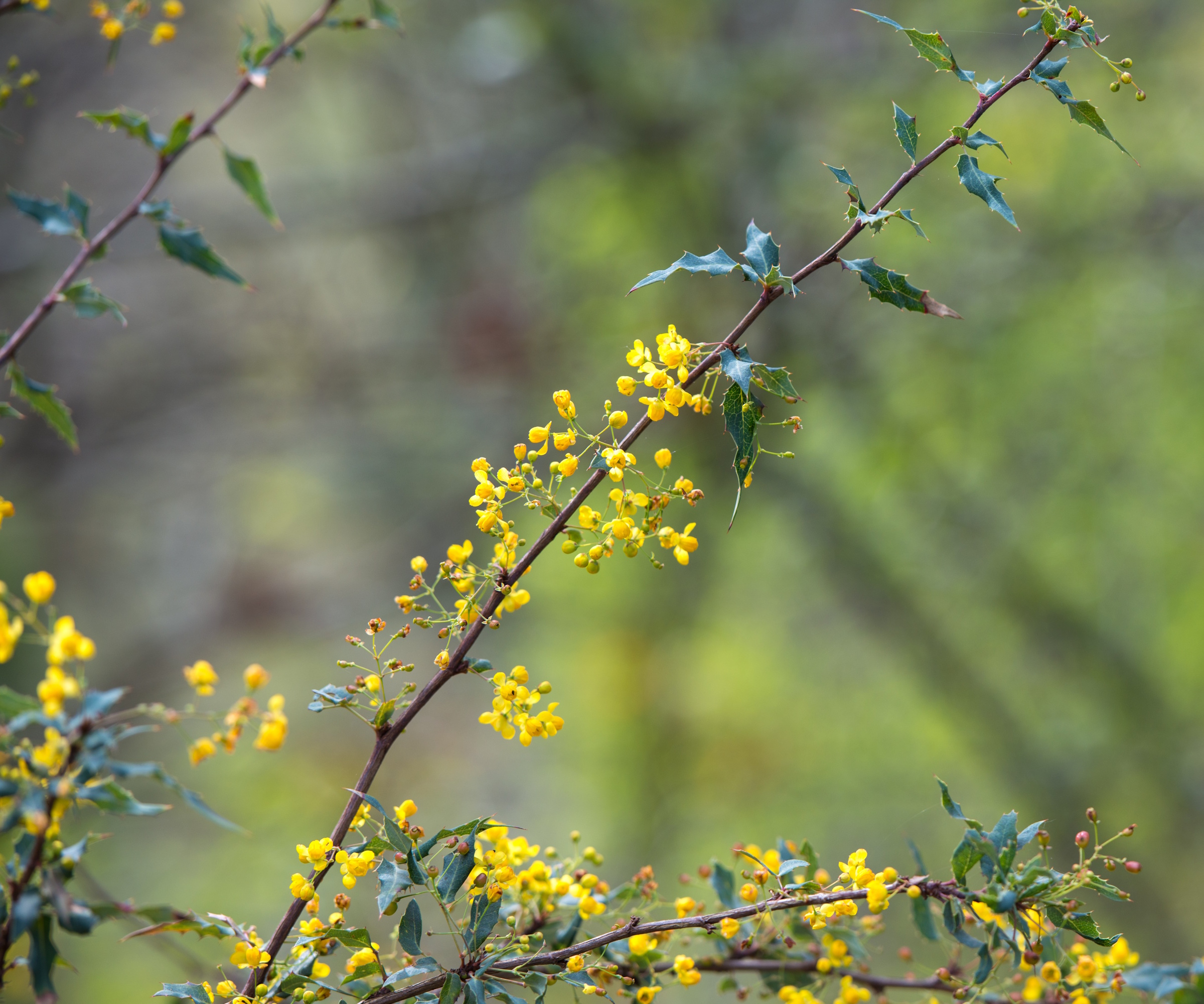 Nevins Barberry sett her med gule blomster i en vårgrense