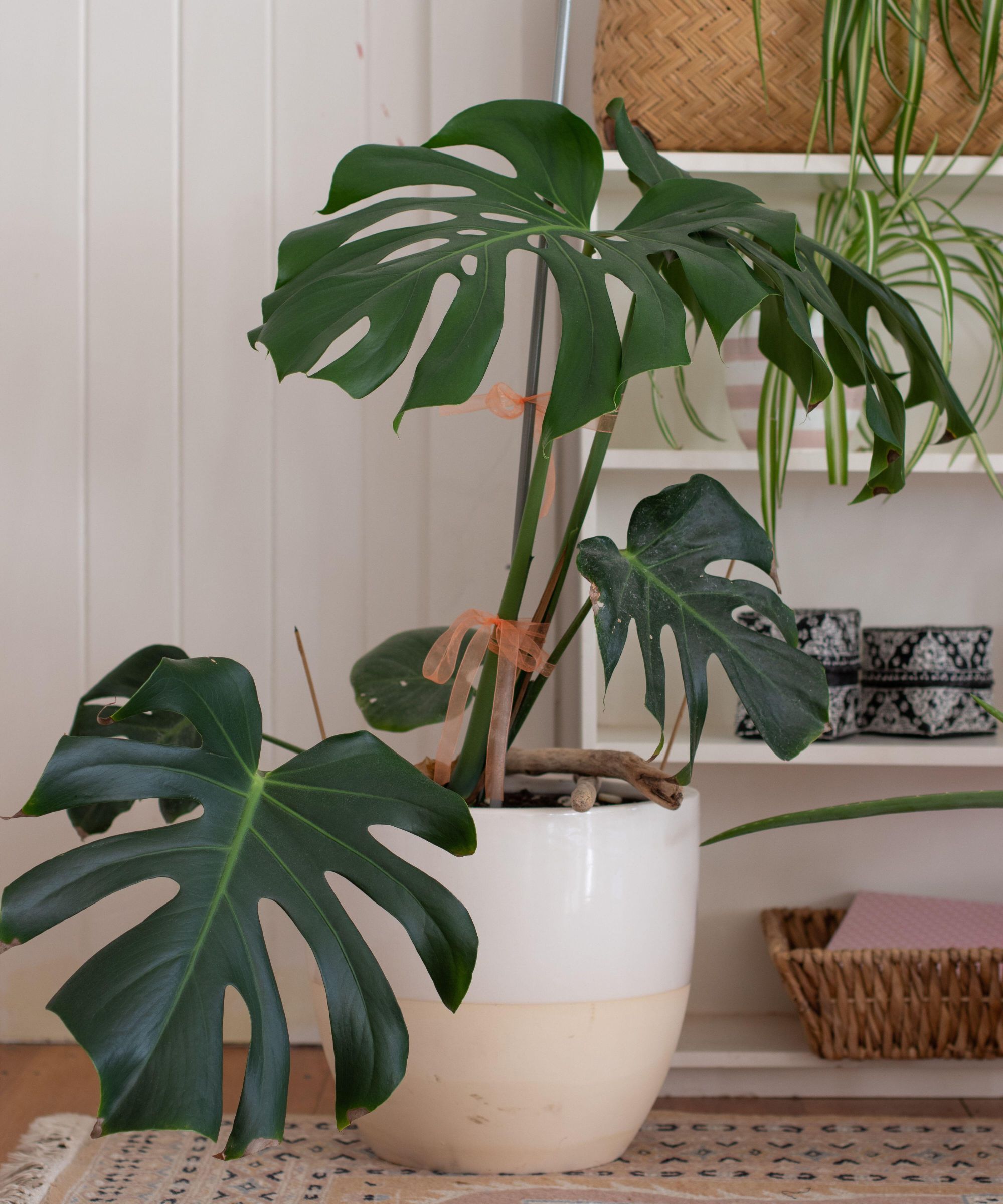 Stor innendørs potte monstera -plante i hvitt rom