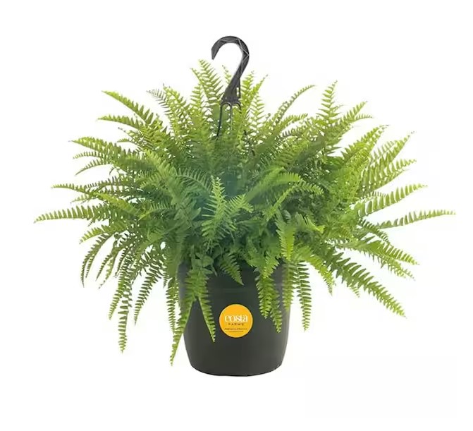 Boston Fern i svart hengekurv mot hvit bakgrunn