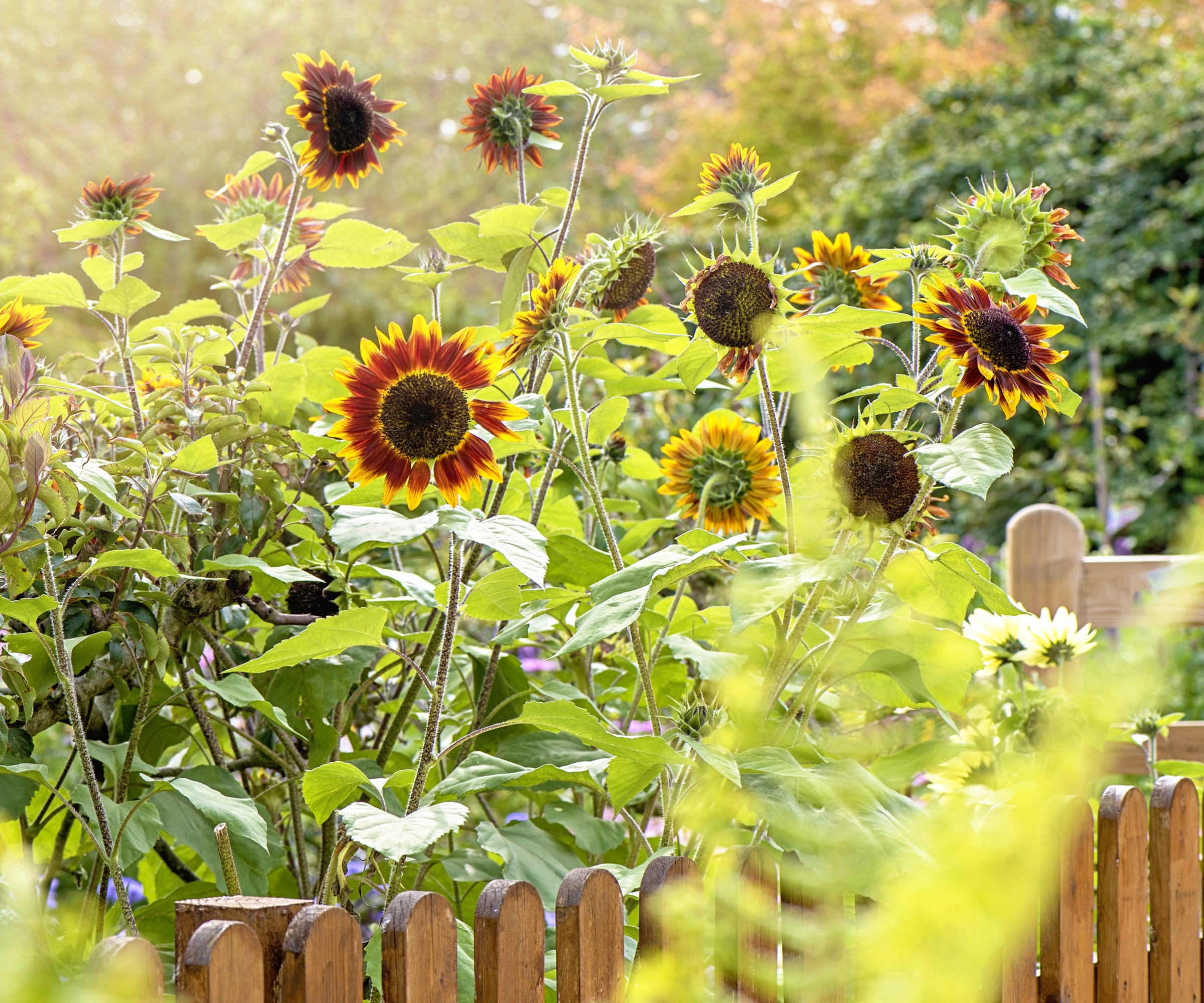 Solsikke, Helianthus Annus
