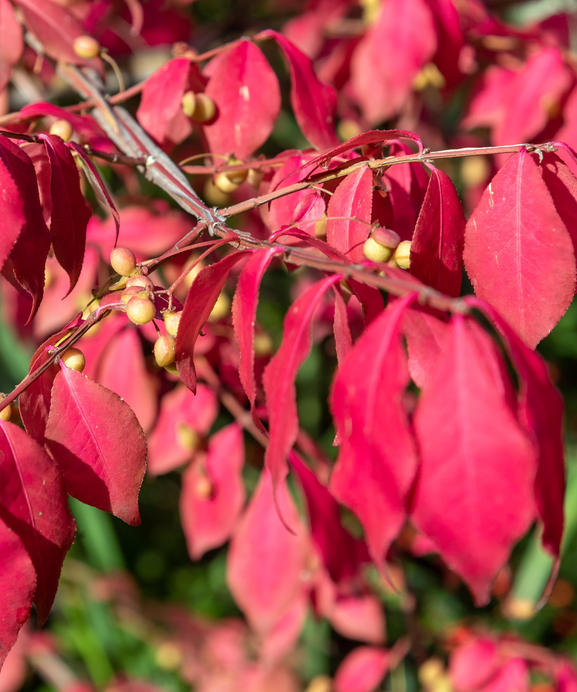 Burning Bush, Euonymus alatus, med rosa løv på sensommeren i en solrik hage