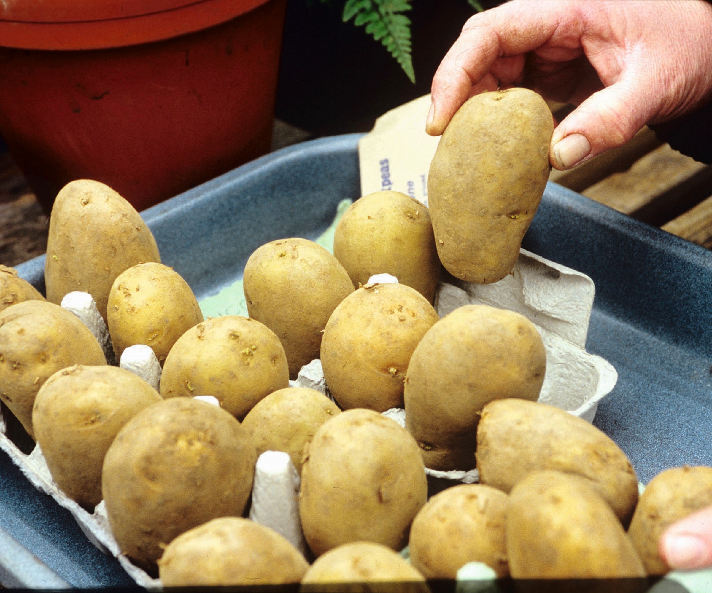 Chitting poteter i et brett