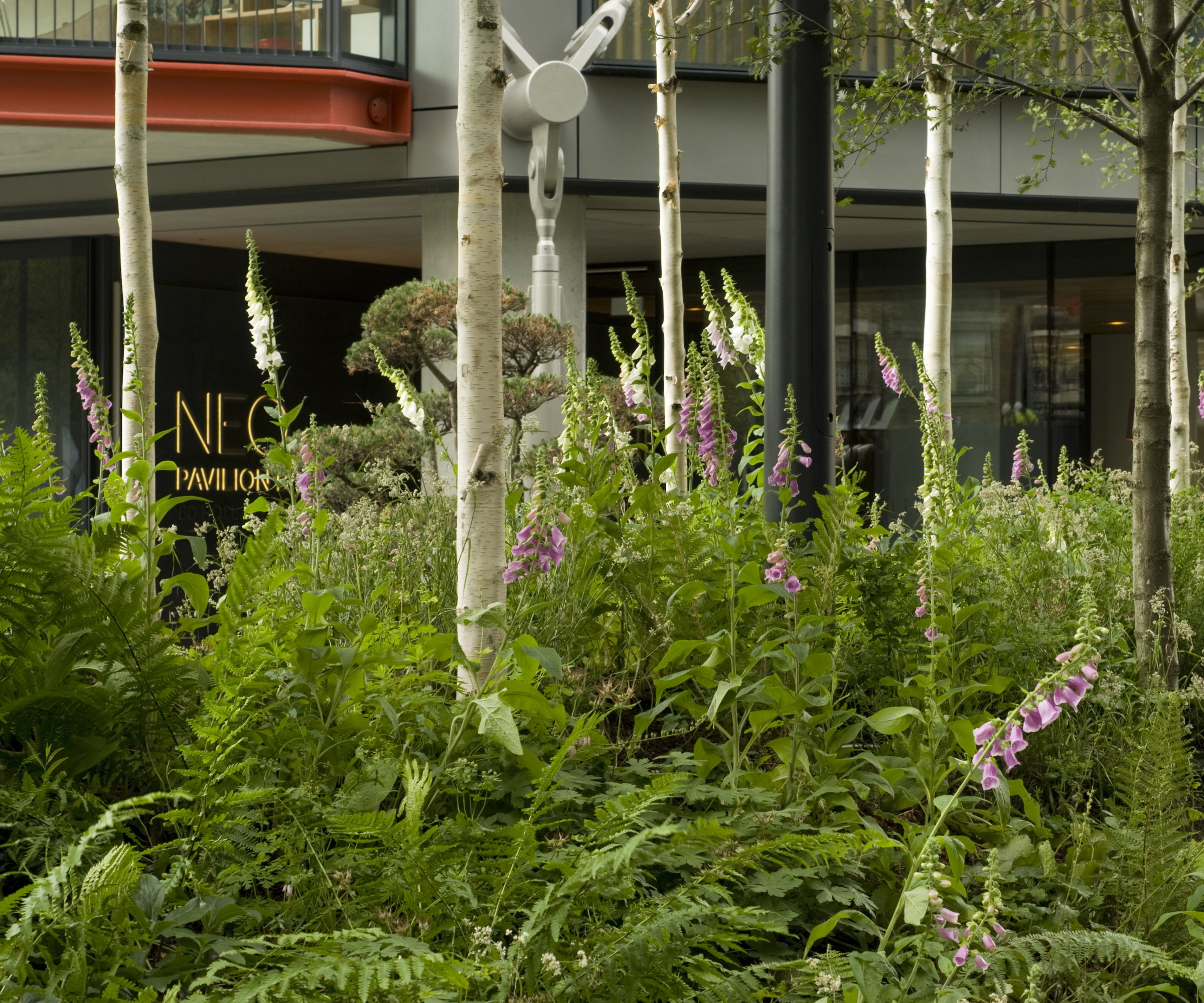 Sølvbjørketrestammer i Woodland Urban Garden