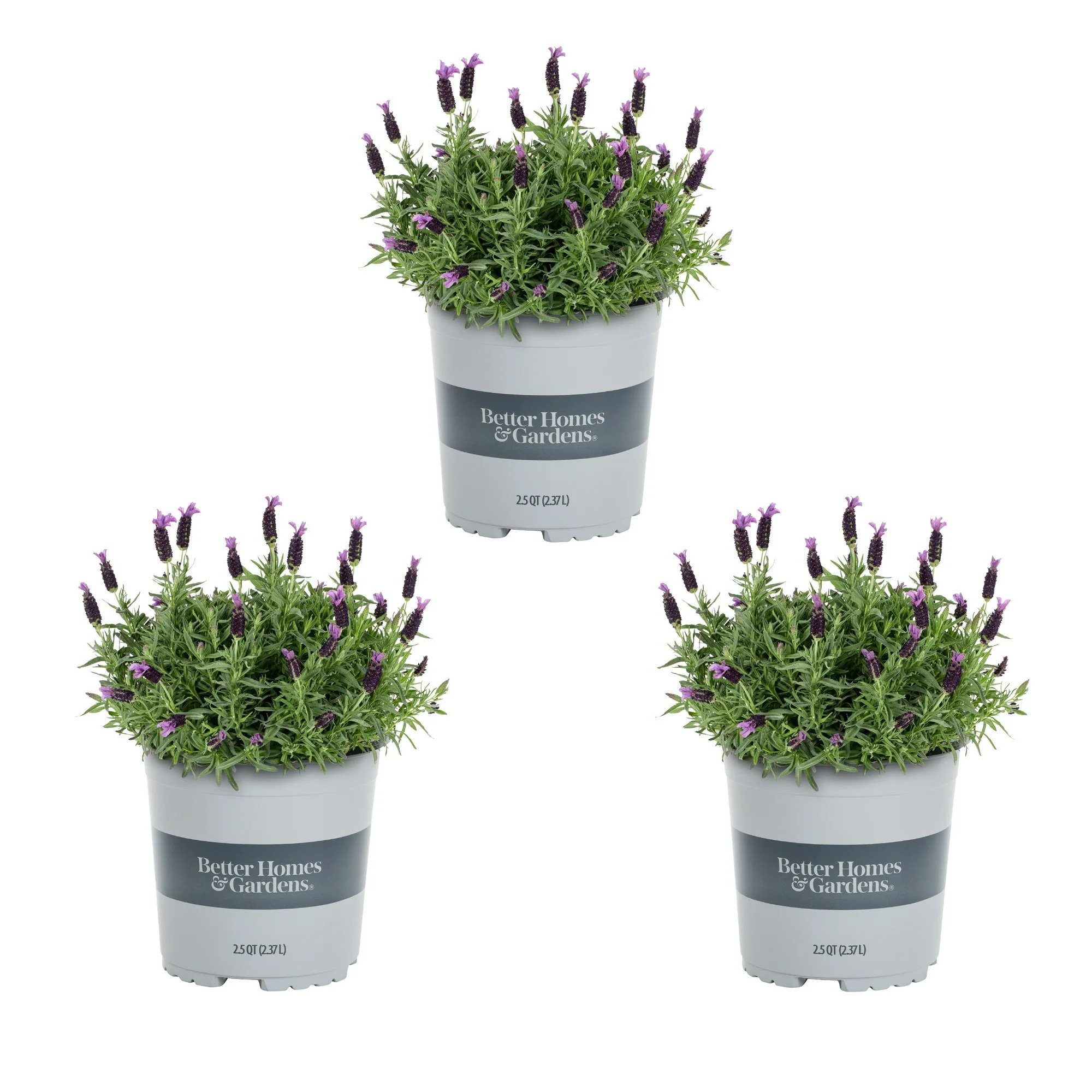 Walmart Lavender Plant