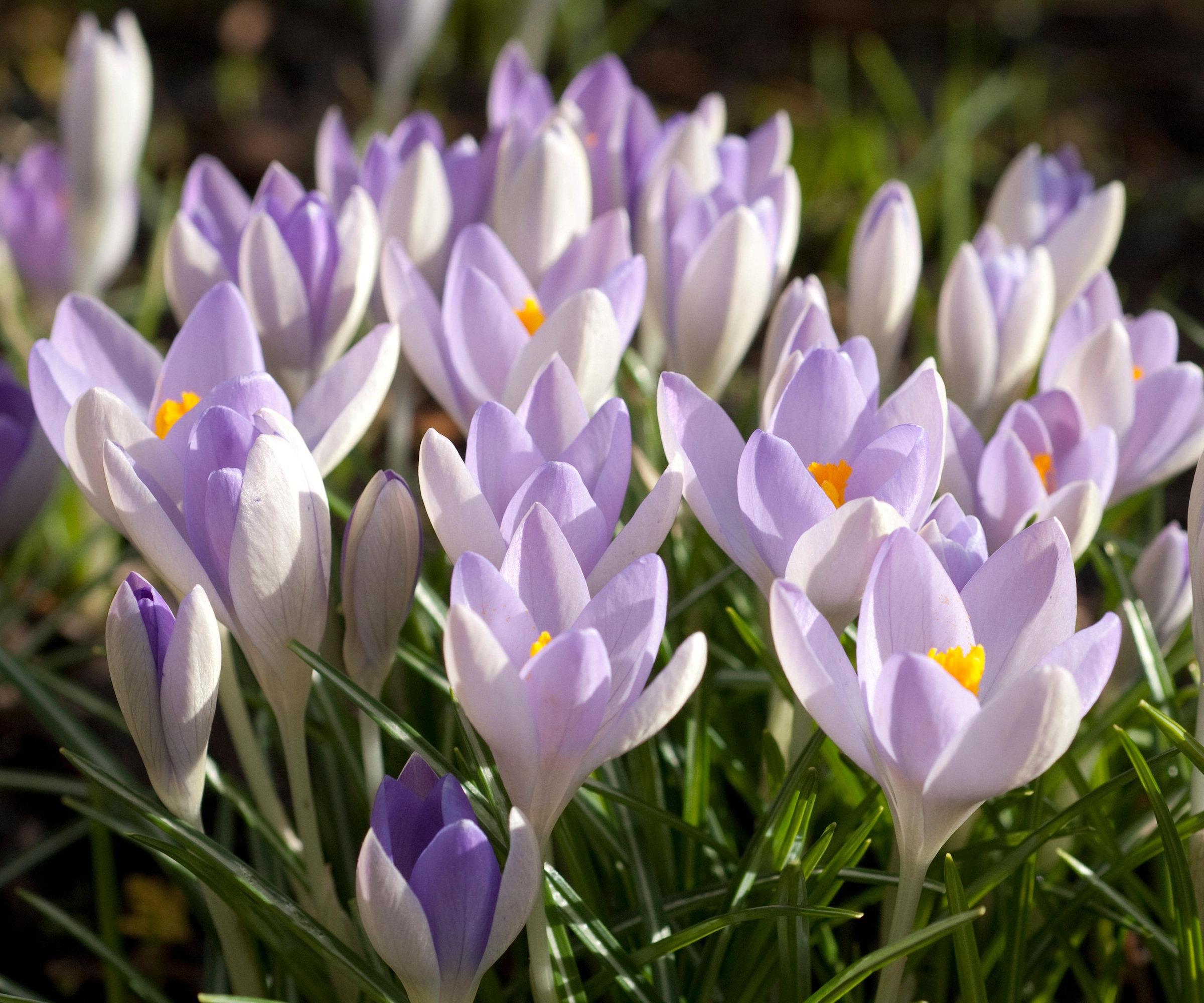 Crocus Tommasinianus, nederlandsk krokus