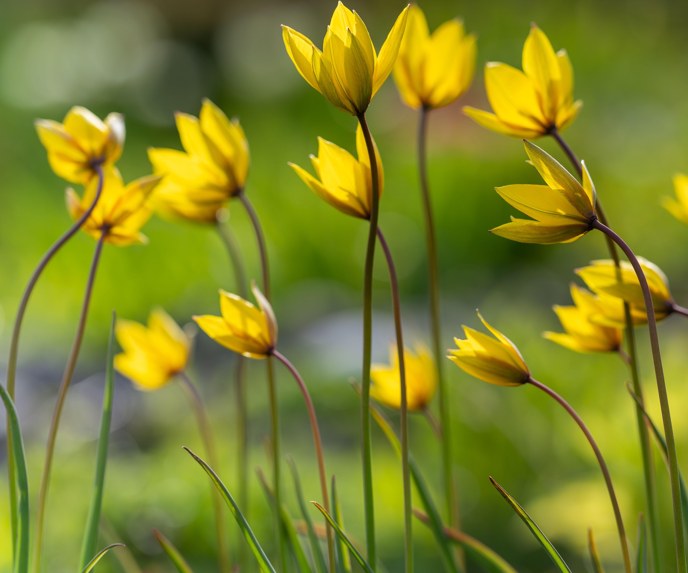 Wild Tulip, Tulipa Sylvestrus