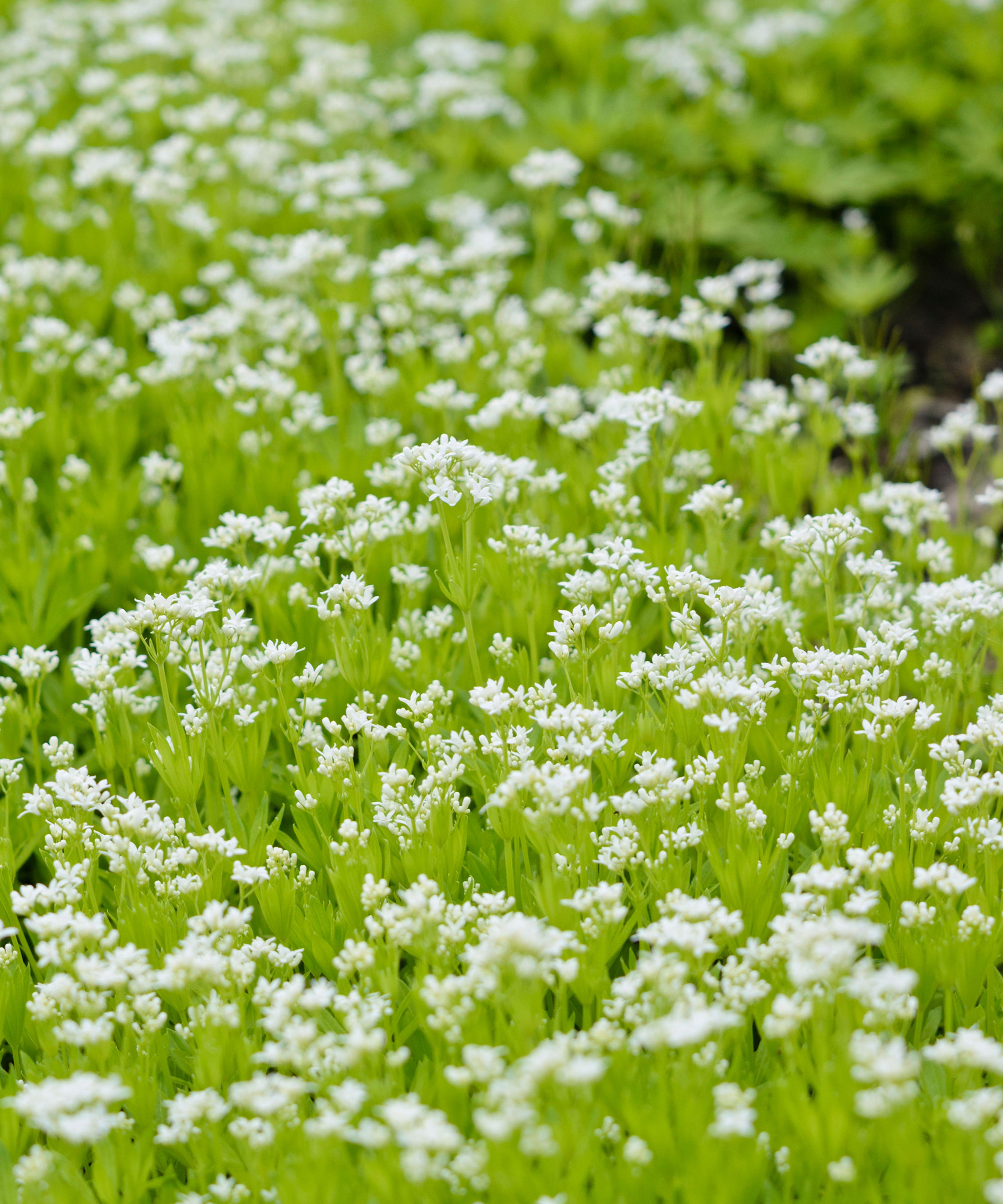 hvite blomster av galium odoratum, også kjent som søt woodruff