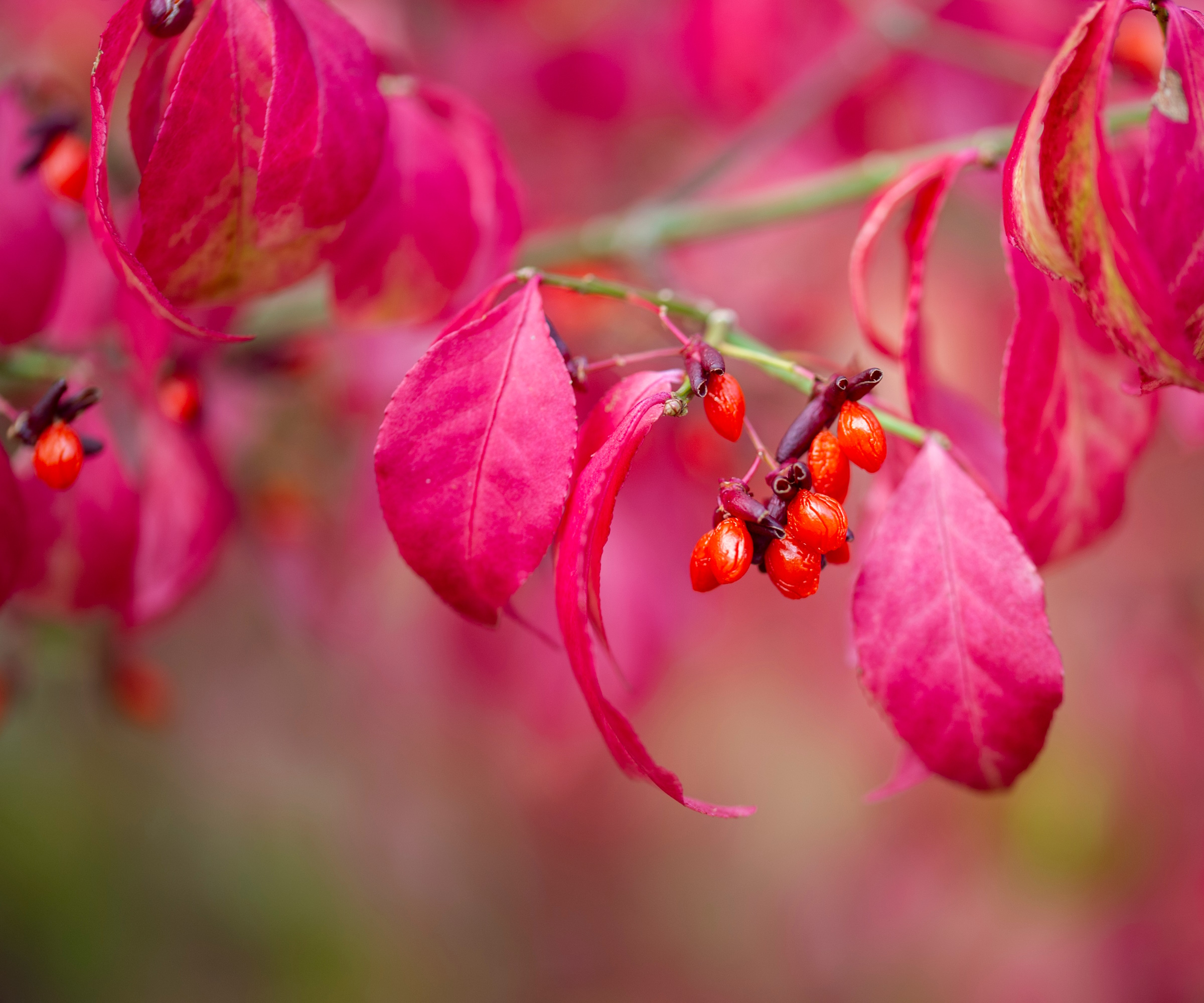 Euonymus alatus rosa blader og røde bær