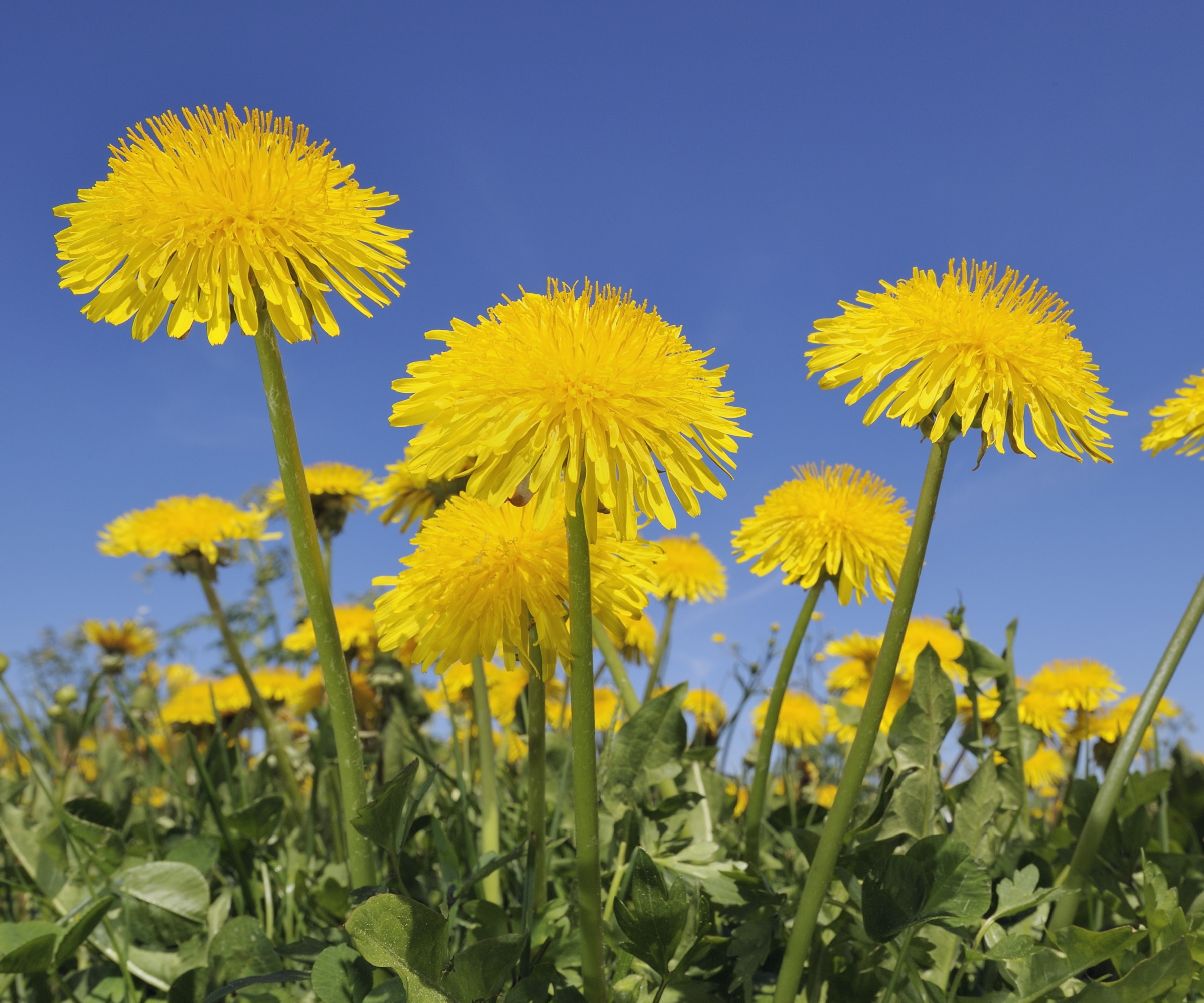Løvetann blomster i et felt