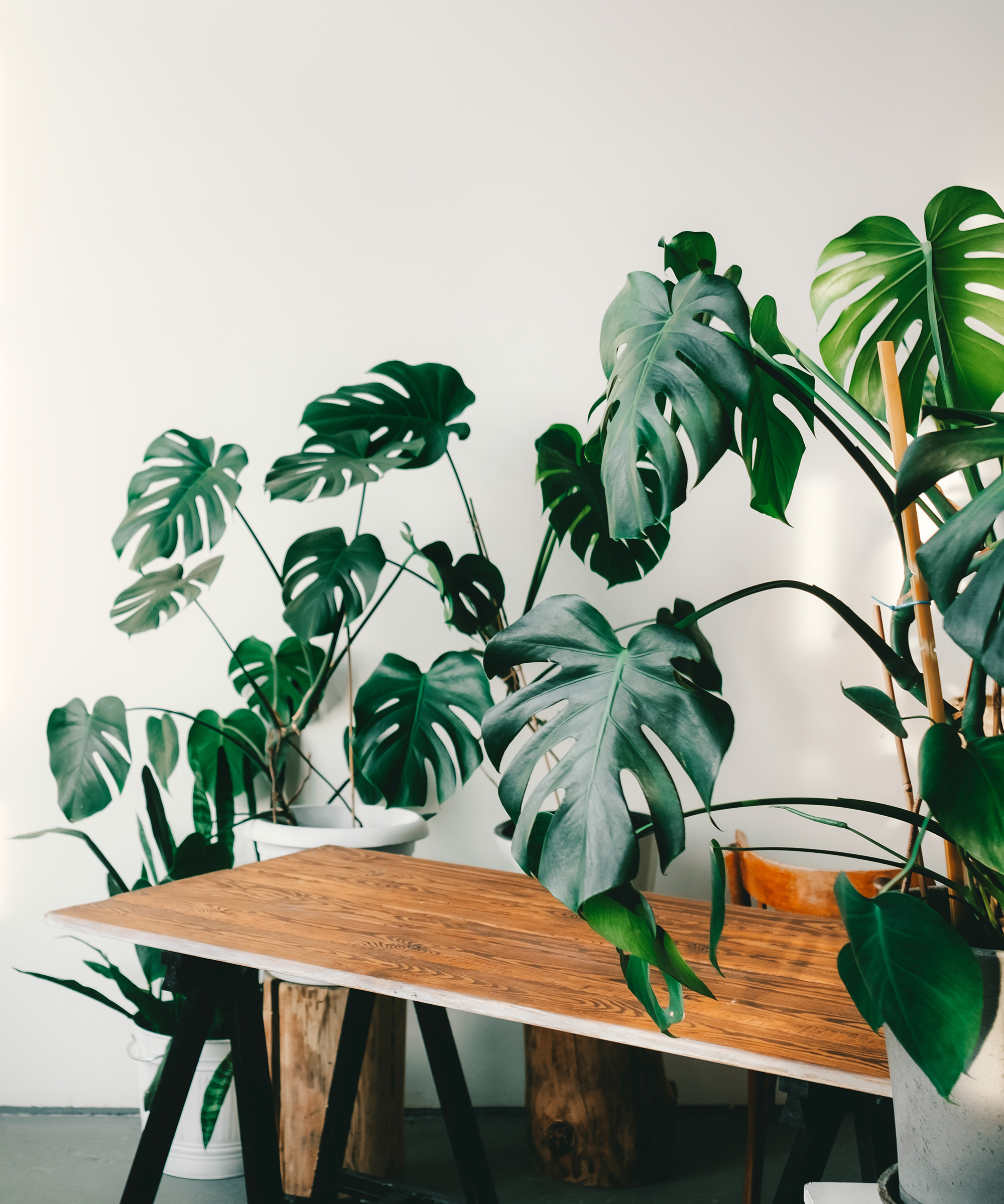 Monstera i potter, på et trebord, på hvit bakgrunn