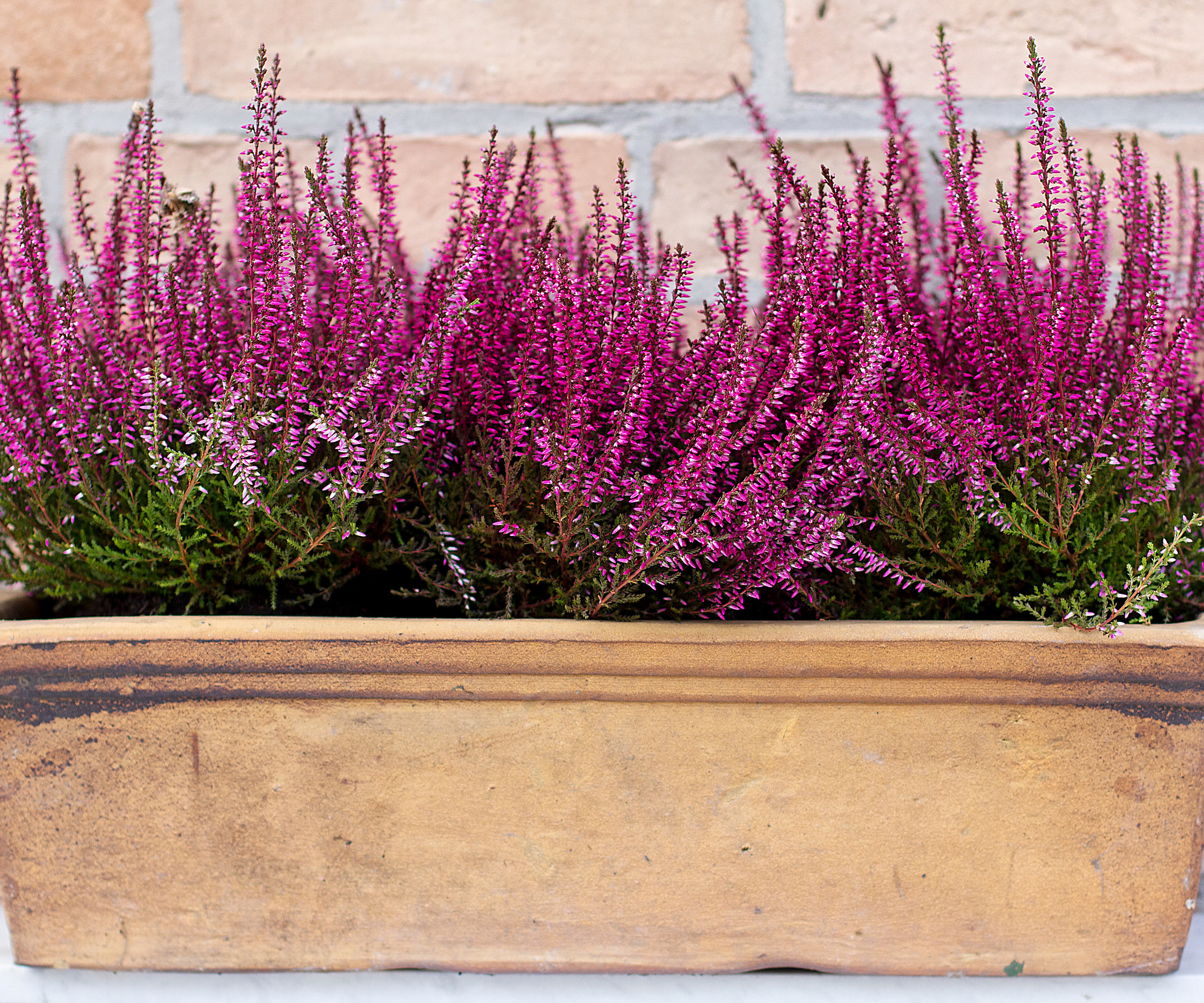 Nærbilde på Heather som vokser i en terrakotta -planter