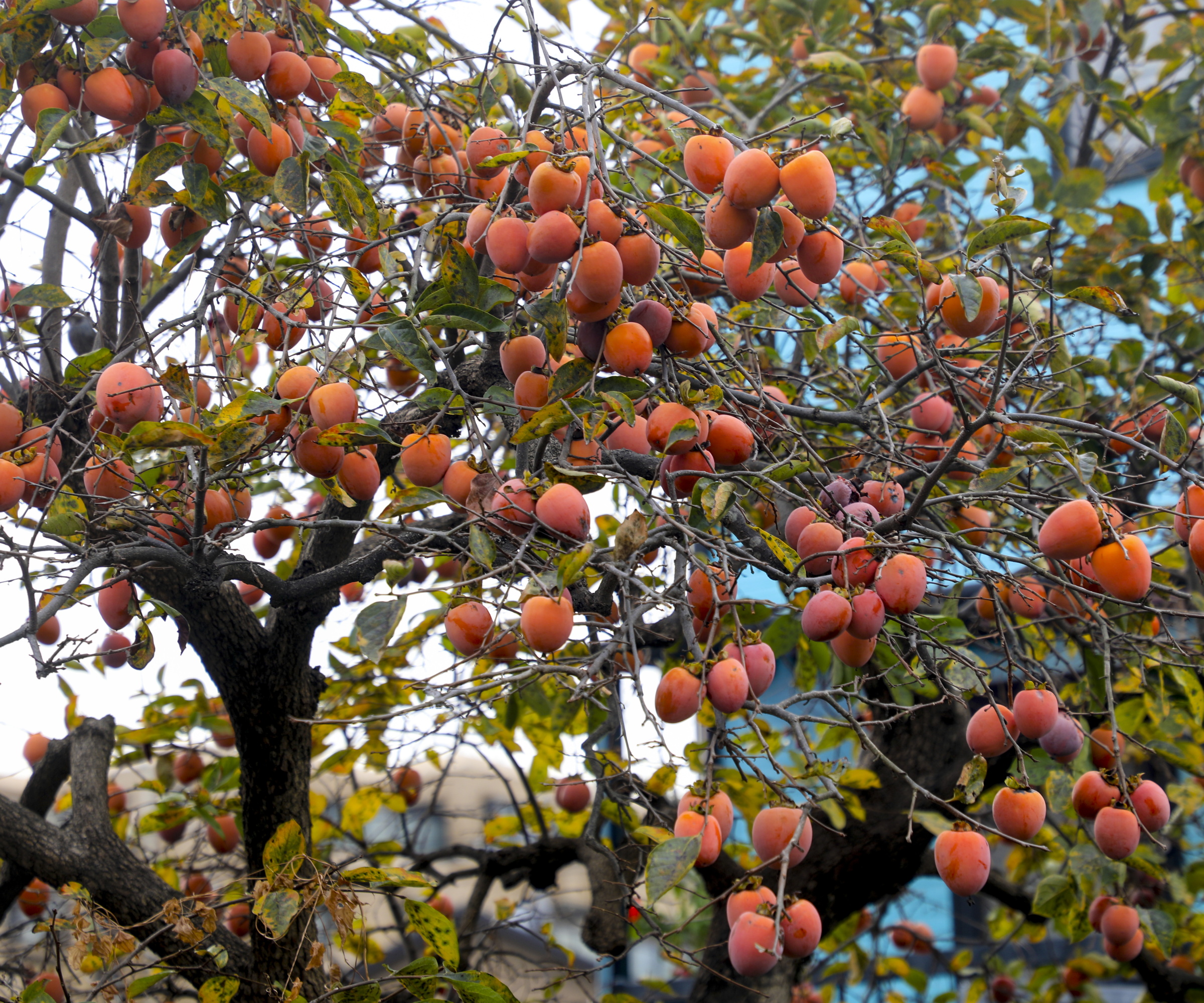 Persimmon Tree