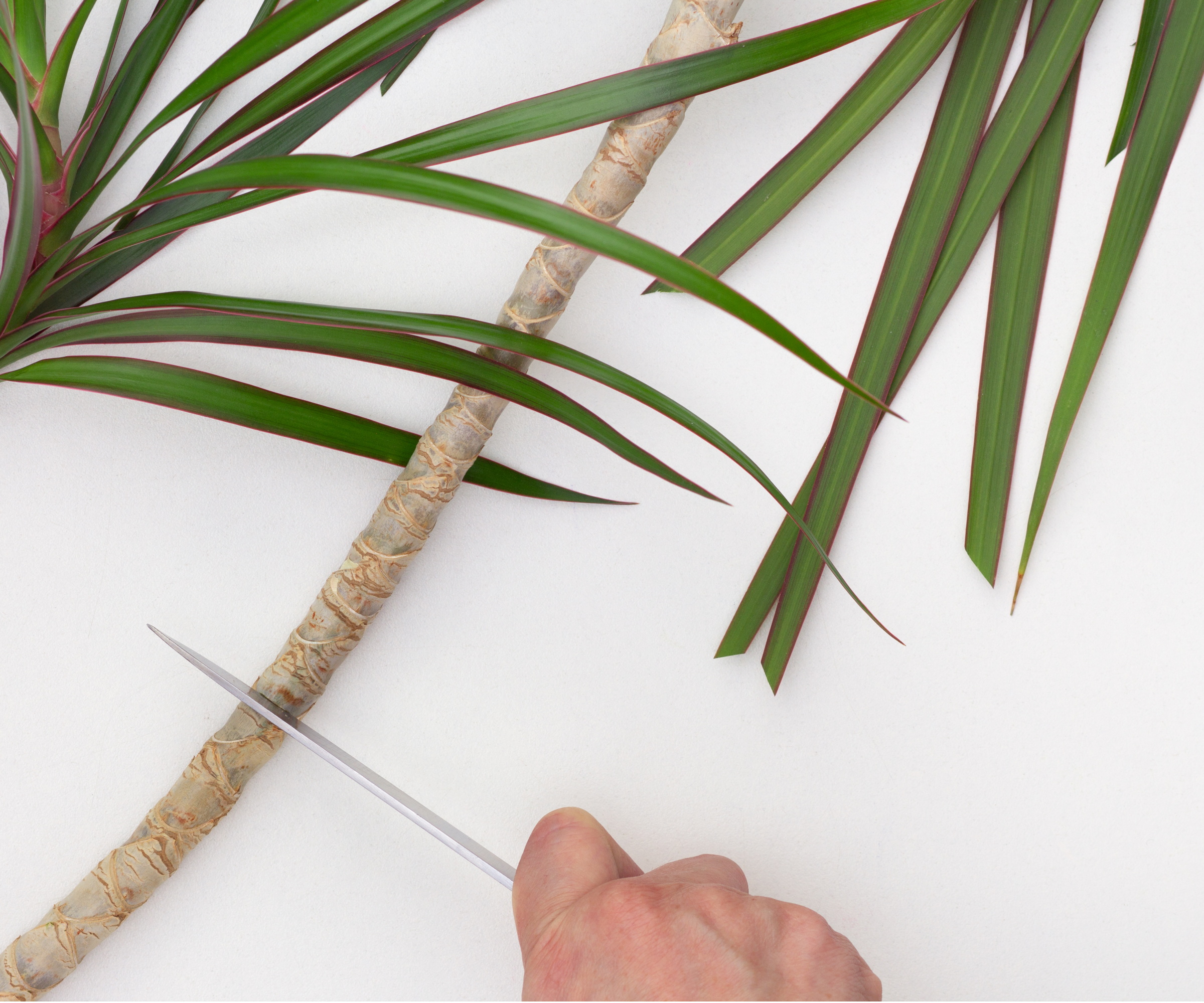 Dragon Tree Cutting