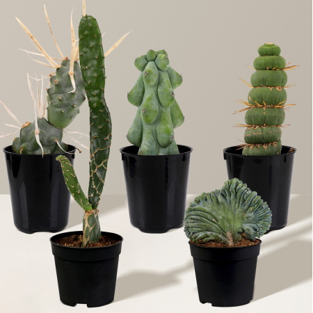 Sill Rare Cacti