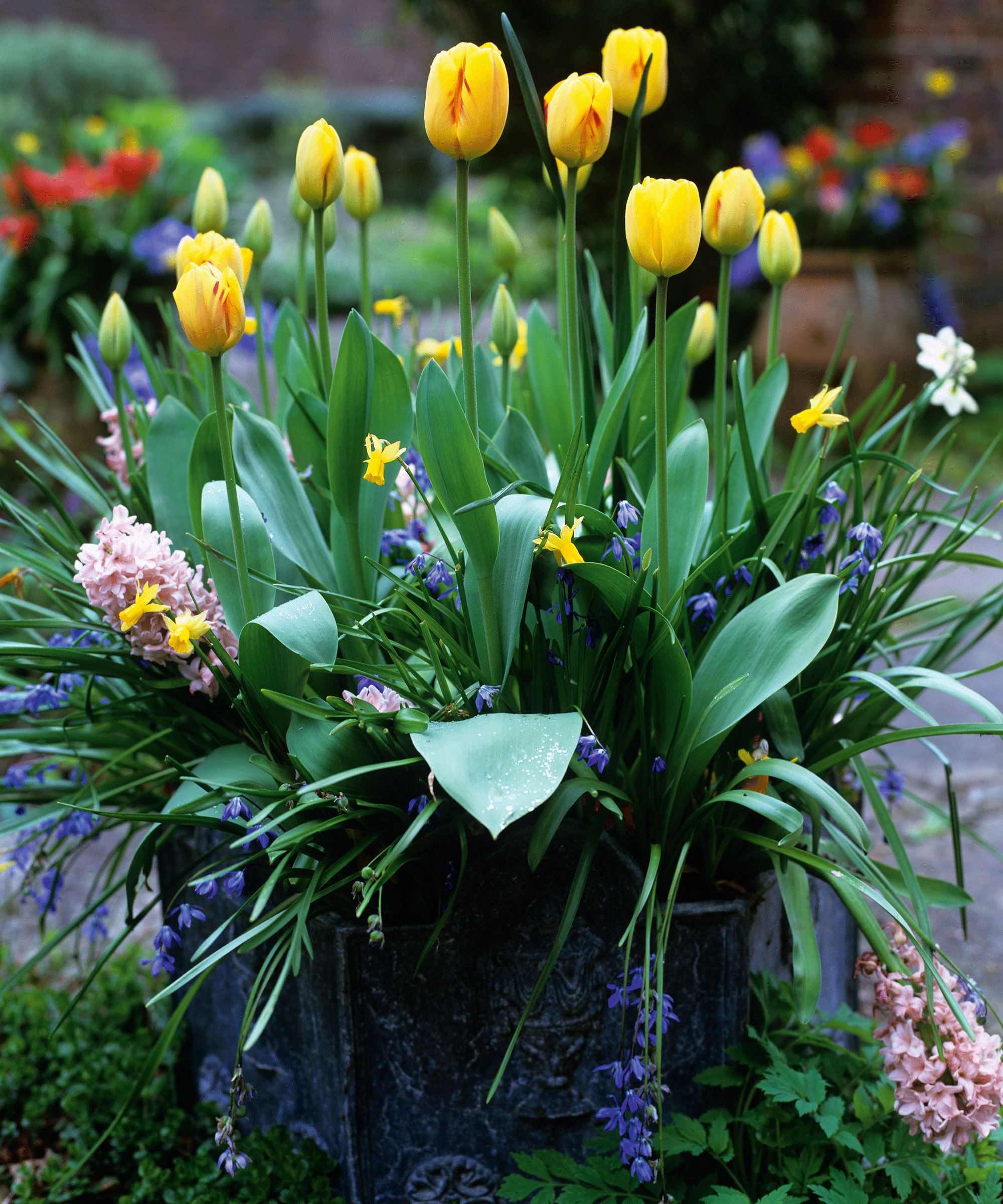 Spring Planter med tulipaner, Hyacinths og Scilla