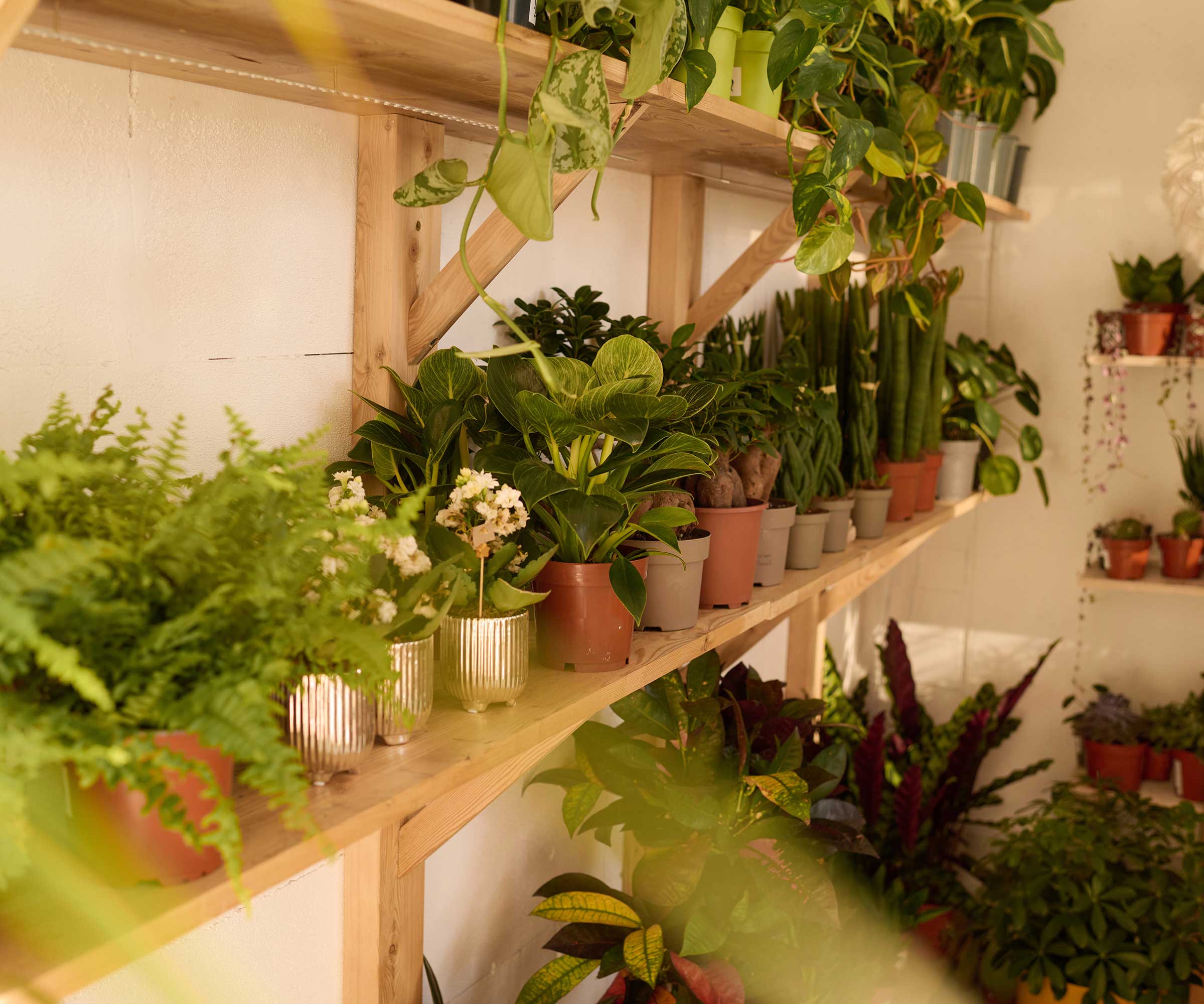 Potte planter i trehyller