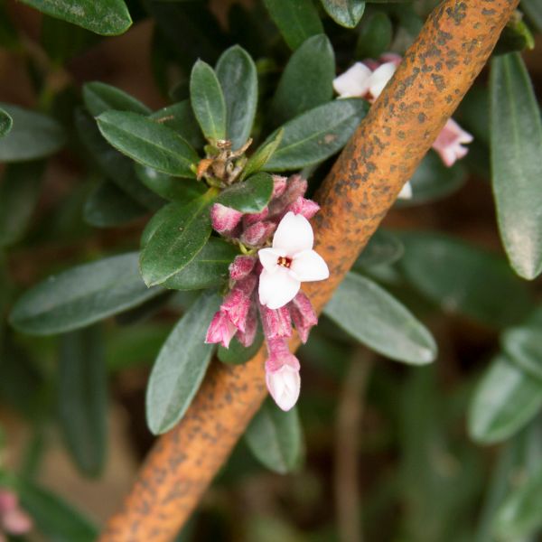 Evig duft Daphne