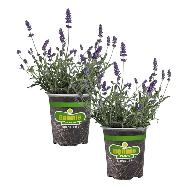 Walmart lavendelplanter