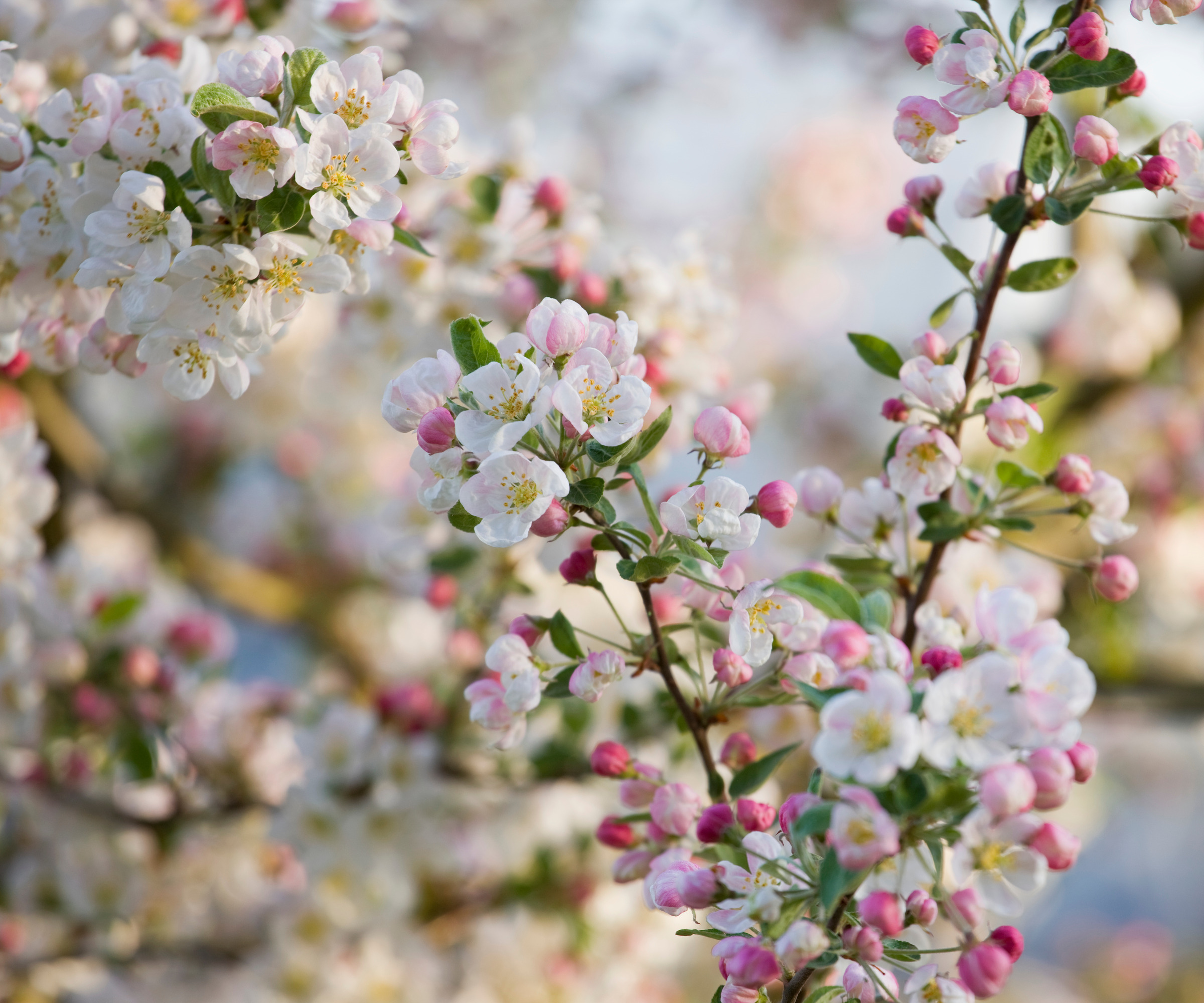 Nærbilde av blomstrende krabbe epletre med blomstring