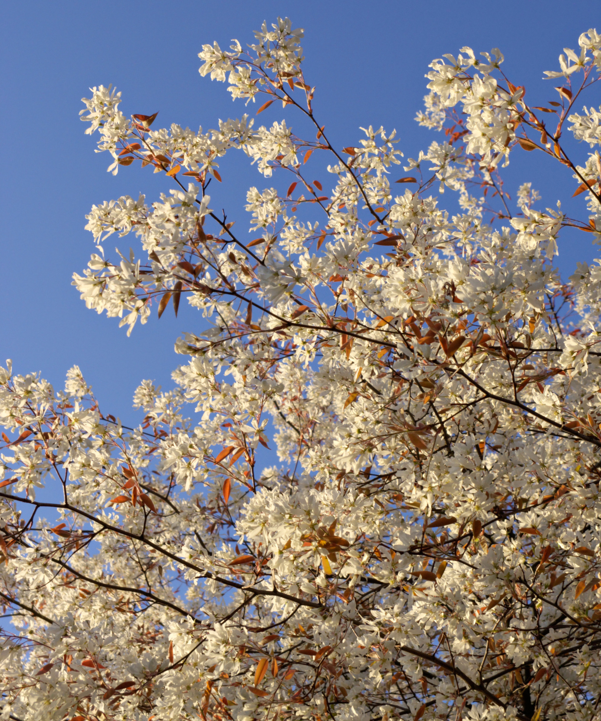 Nærbilde av Serviceberry Tree i blomst