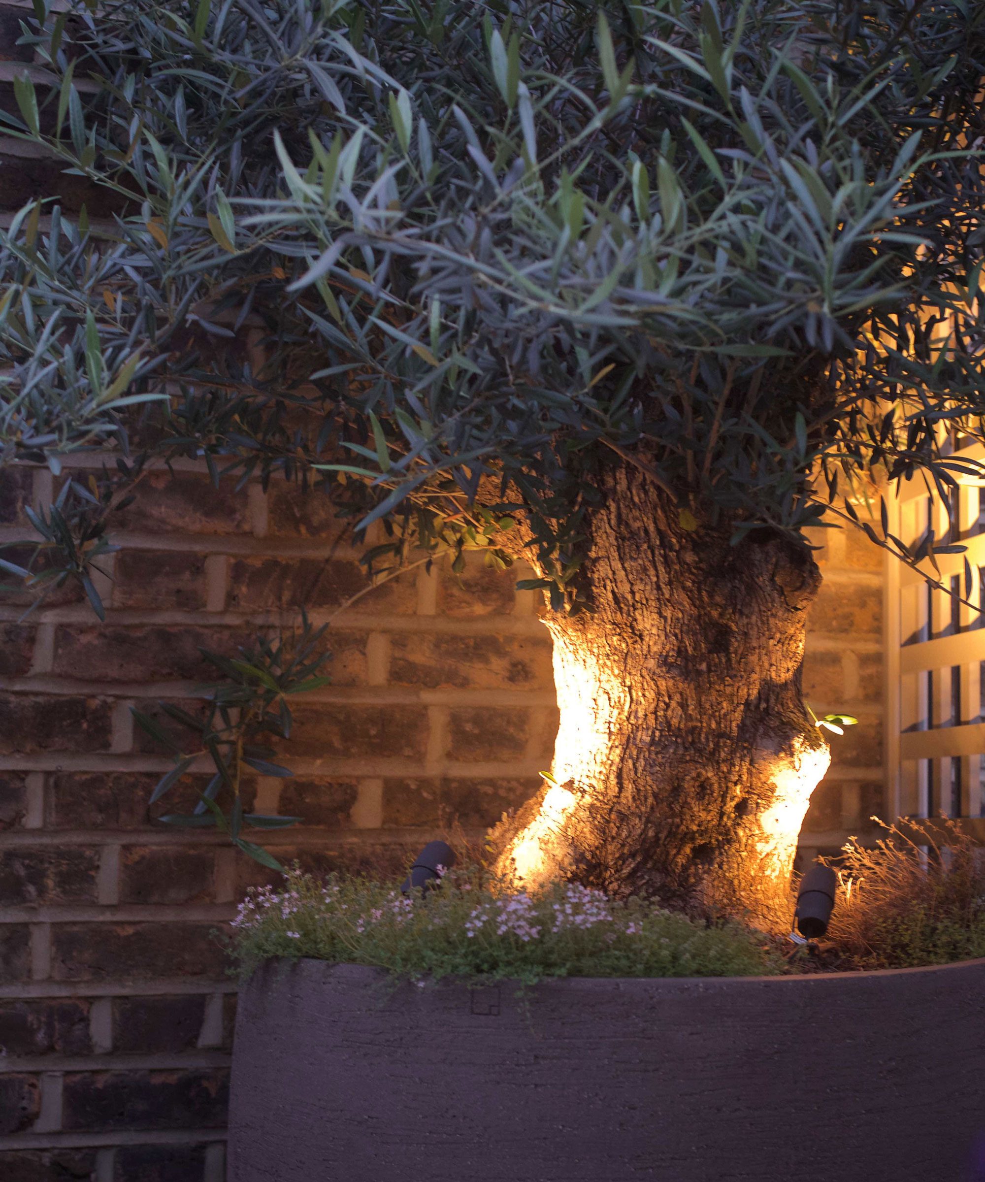 Gnarled Olive Tree i gryten med lys