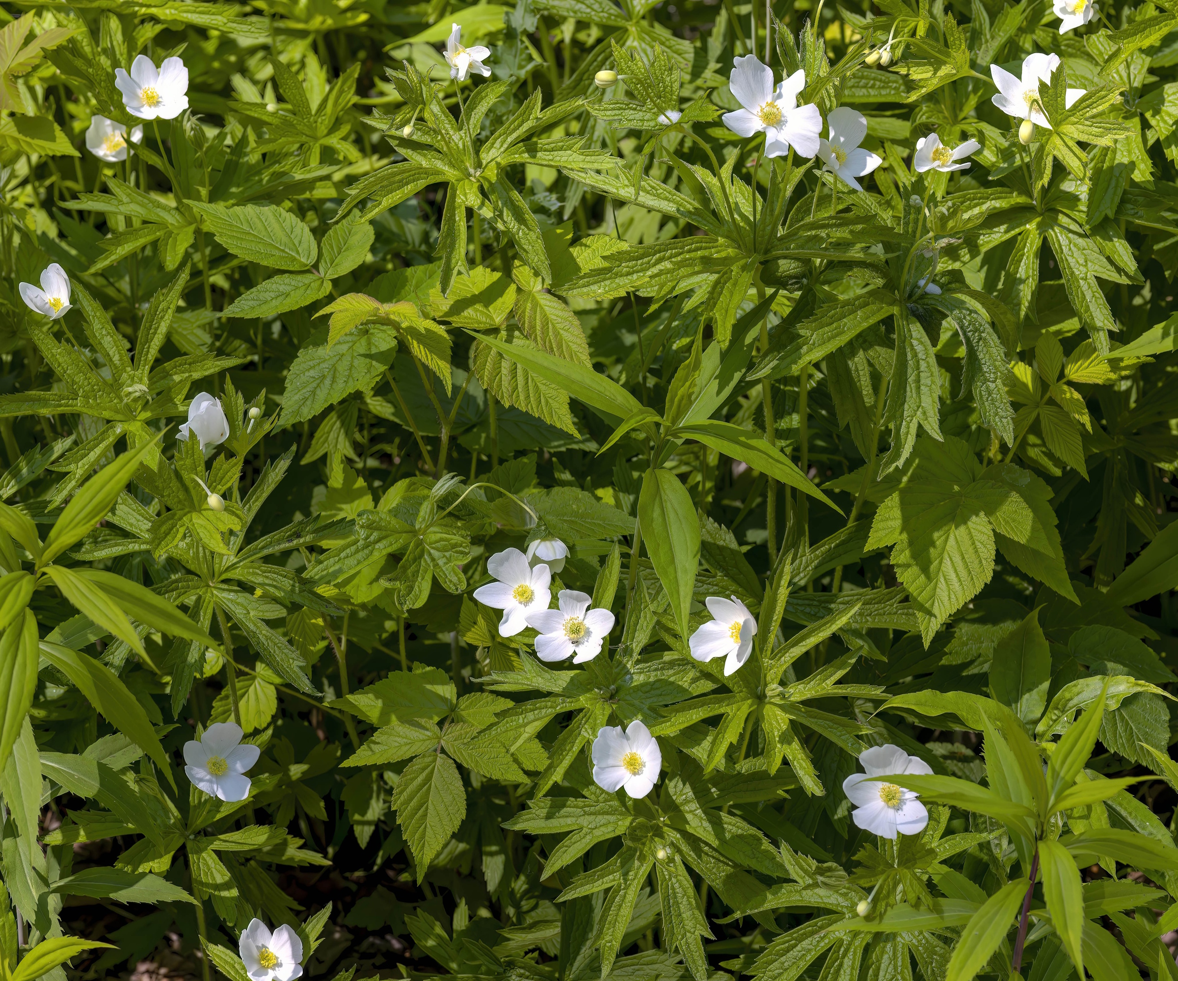 Hvite blomster av den innfødte anemonen, anemon canadensis, om sommeren