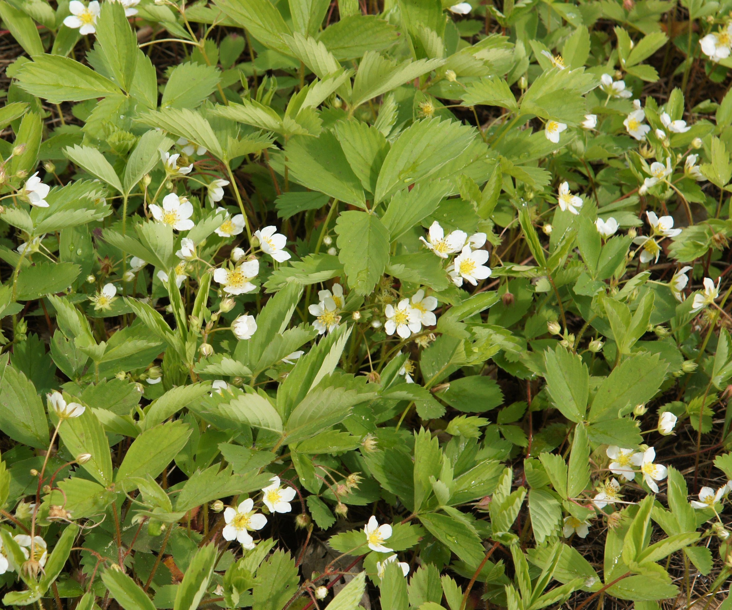 Vill jordbær i hvite blomster om sommeren
