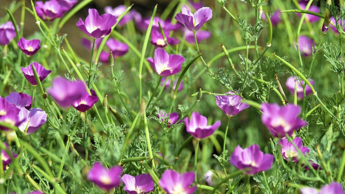 Beste innfødte bakkedekker planter for å stoppe ugress-5 ekspertgodkjente arter for å holde ugress utenfor grensene dine