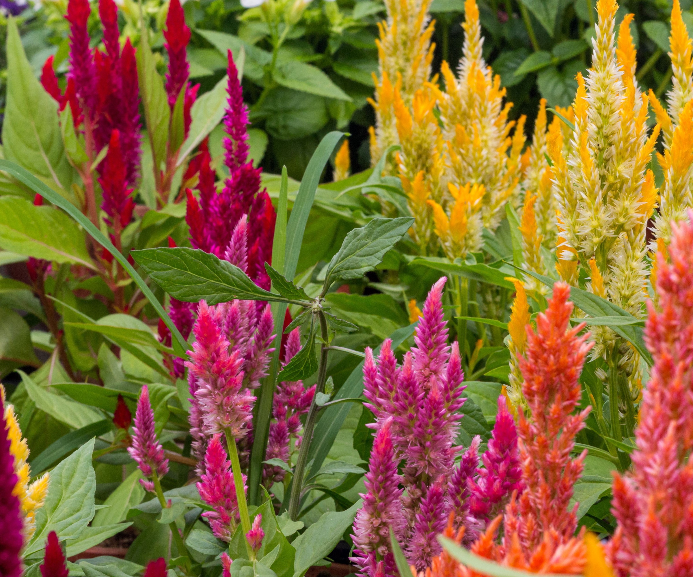 Celosia blomster i blomst