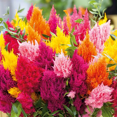 Celosia frø - Mixed Pampas Plume - 1 unse - Blandede blomsterfrø, arvestykke frø, åpent pollinerte frø tiltrekker bier, tiltrekker sommerfugler, tiltrekker kolibrier, tiltrekker pollinatorer, container