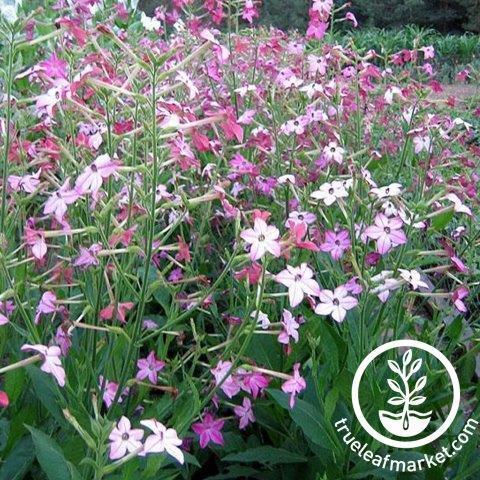 Nicotiana frø - affinis