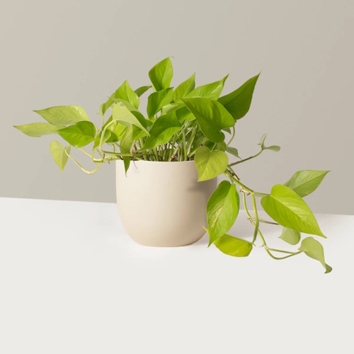 Sill Pothos -planten