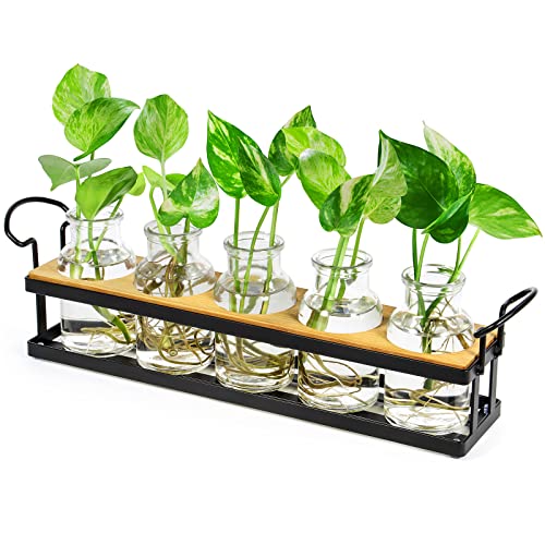 Thygiftree planteutbredelsesstasjoner med metallstativ, bordplateplante terrarium for å forplante hydroponic, retro glassplanter blomstervase hjem kjøkken kontor dekor, planteelsker gaver, 5 krukker