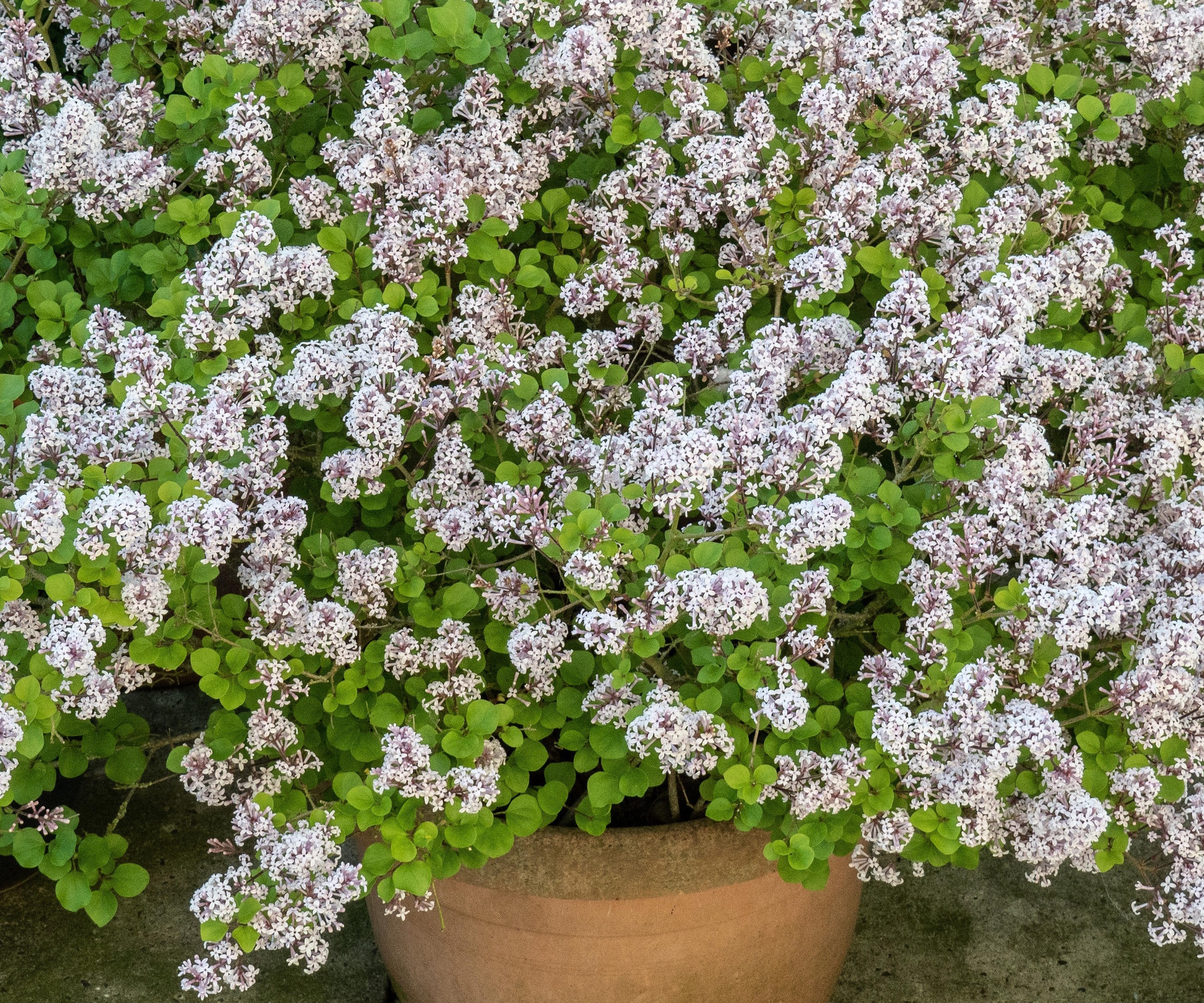 Pale syrinblomster av dvergsayren, syringa meyeri palibin, vokser i en terrakotta potte