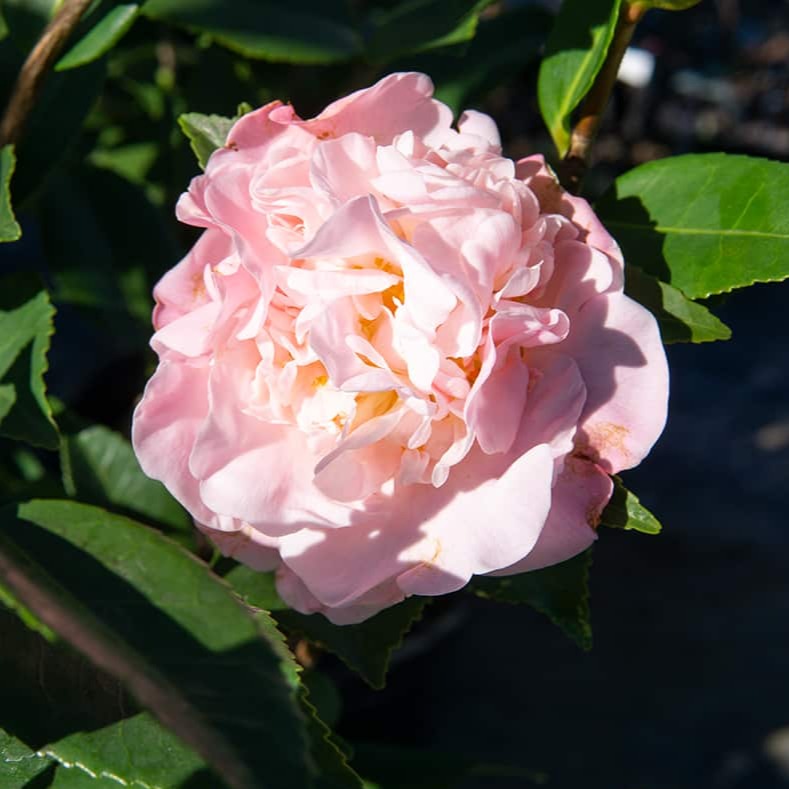 Camellia høy duft