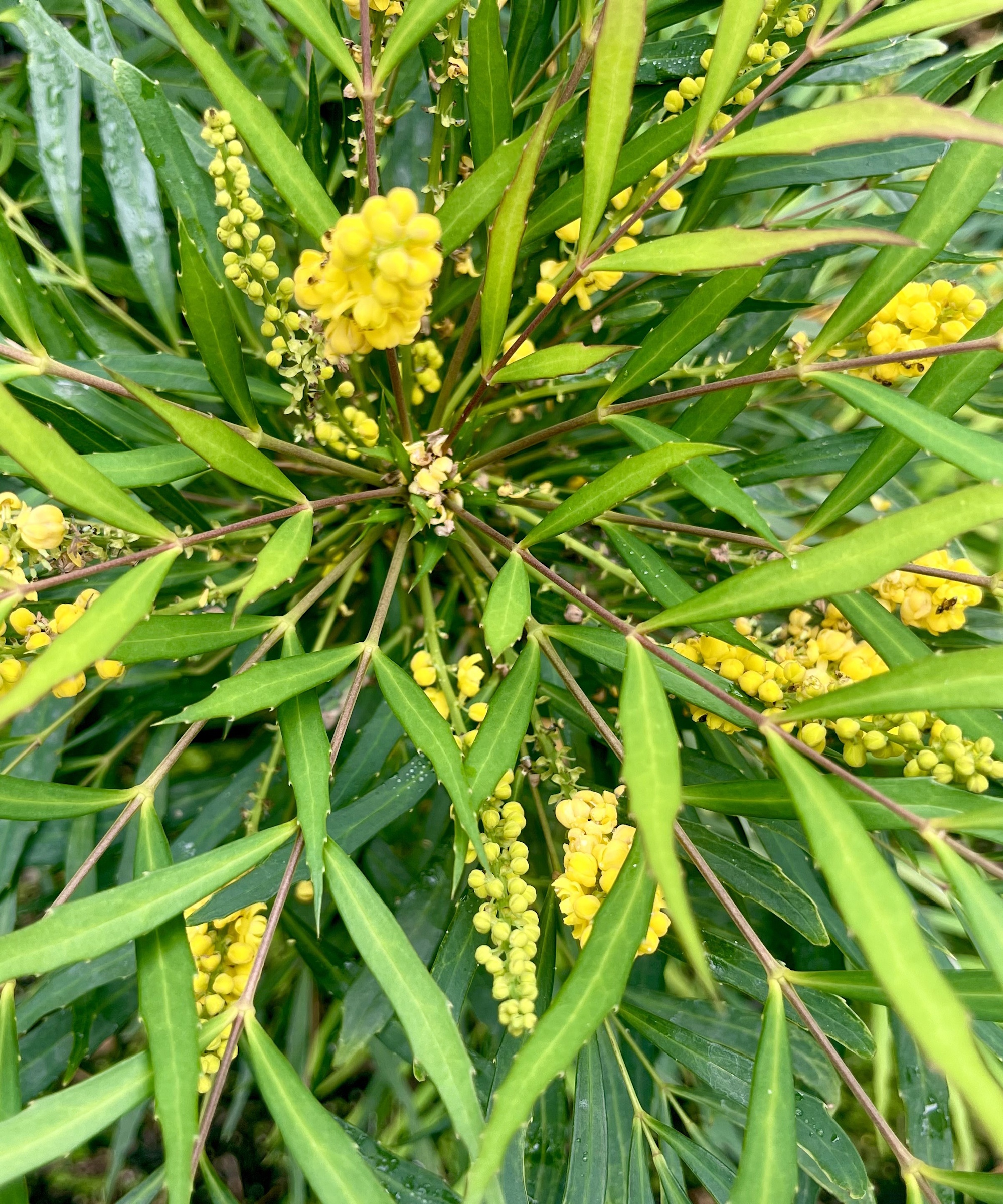 Mahonia 'myk kjærtegn' med gule blomster i en hagegrense