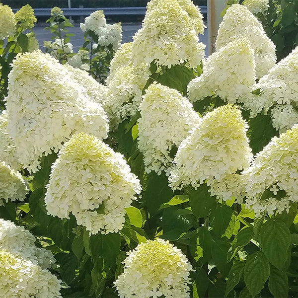 Limelight Panicle hortensia tre