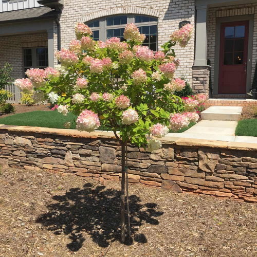 Vanilla Strawberry hortensia tre