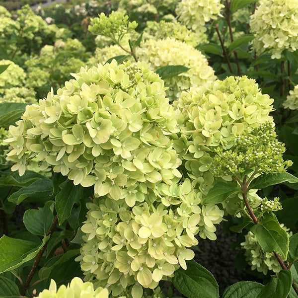 Little Lime® hortensia treform