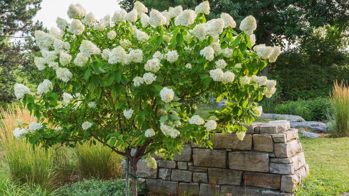 Hortensia -trær kan legge til et fantastisk vertikalt element i en hage - oppdag hvordan du kan trene og trimme en med tips fra en hortensia -ekspert