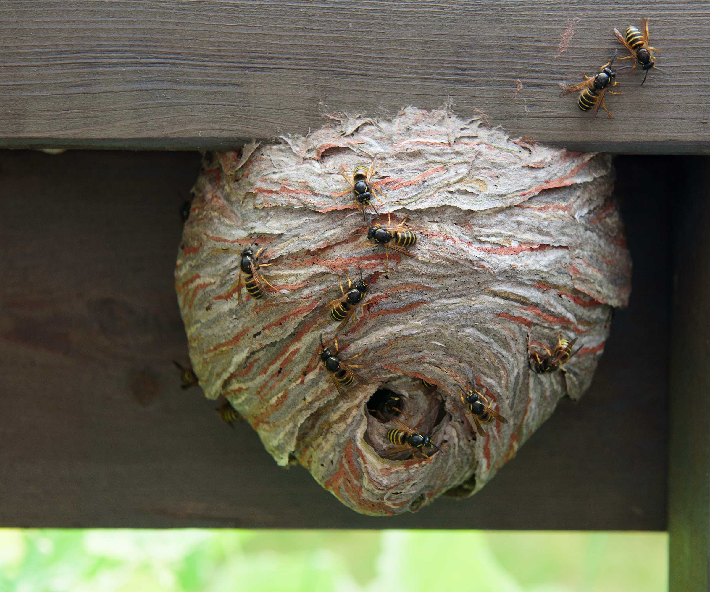 Wasp Nest