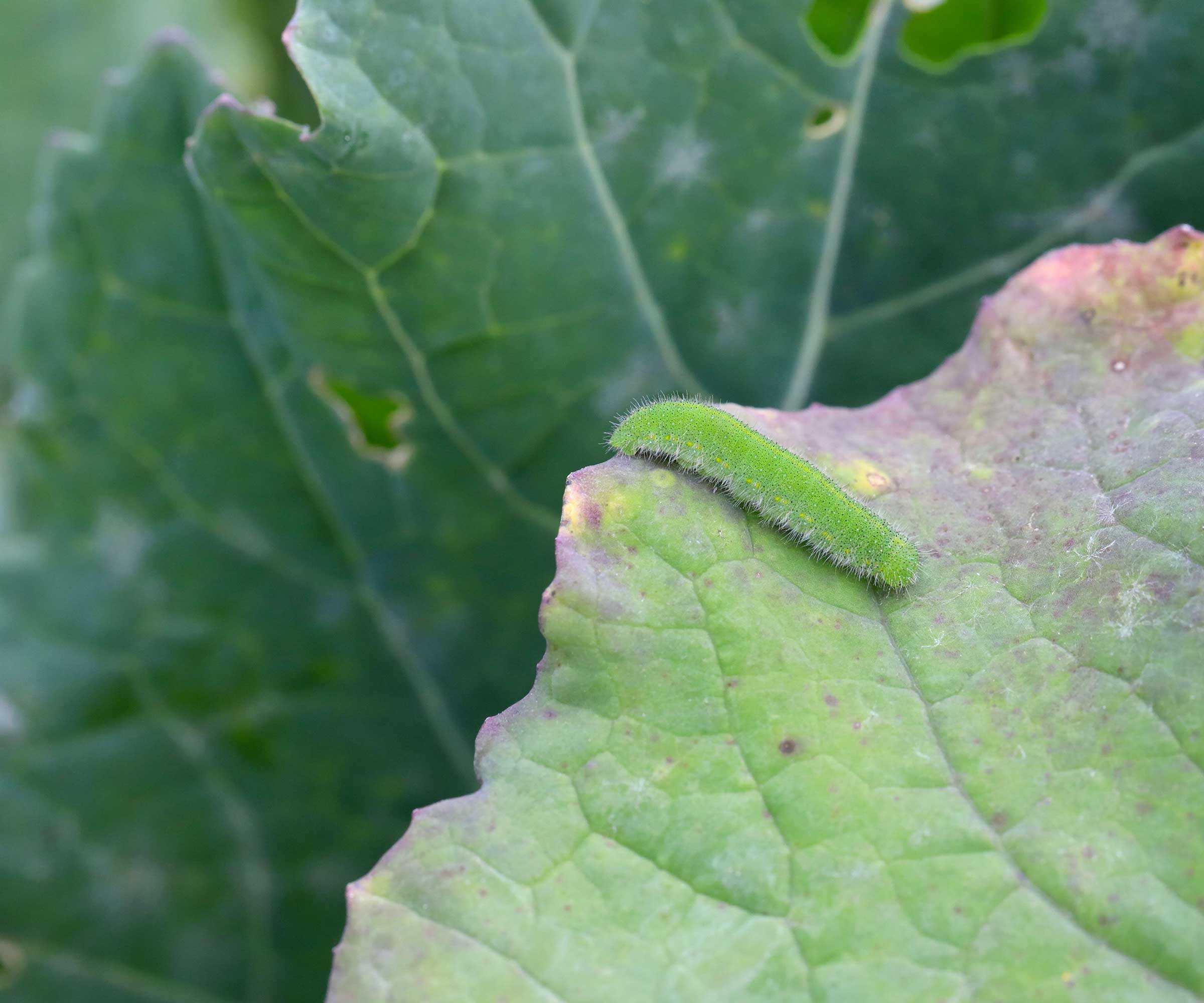 Larver av Pieris rapae på blad