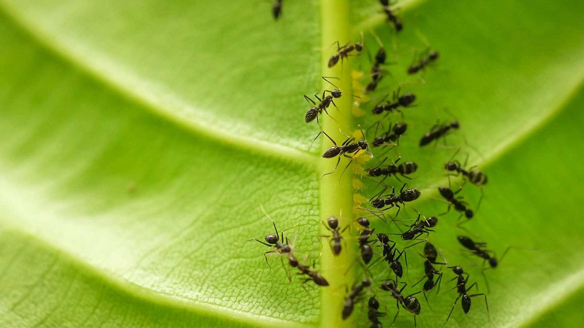 Hold disse 5 Spring Garden-skadedyrene i sjakk med ekspertgodkjente metoder som ikke vil risikere å skade hagen din