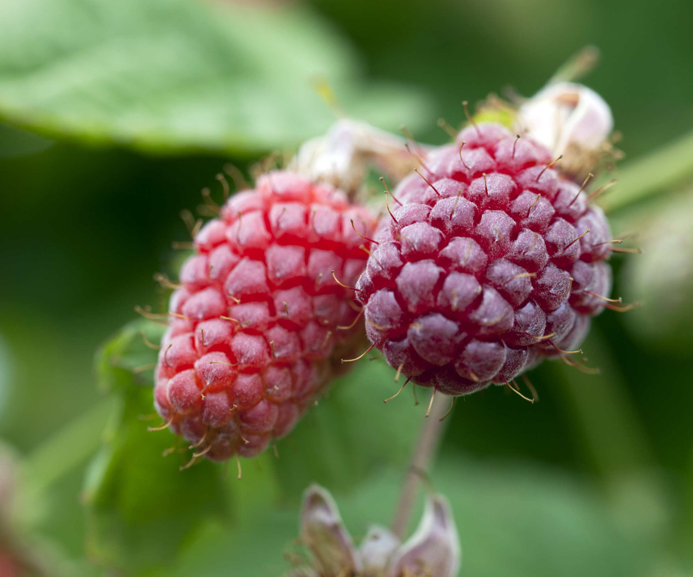 To modne Loganberries avbildet på nært hold