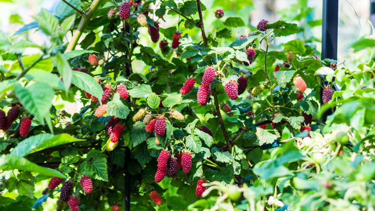 Hvordan dyrke Loganberries-for tunge og pålitelige avlinger av store, saftige bringebærlignende frukt