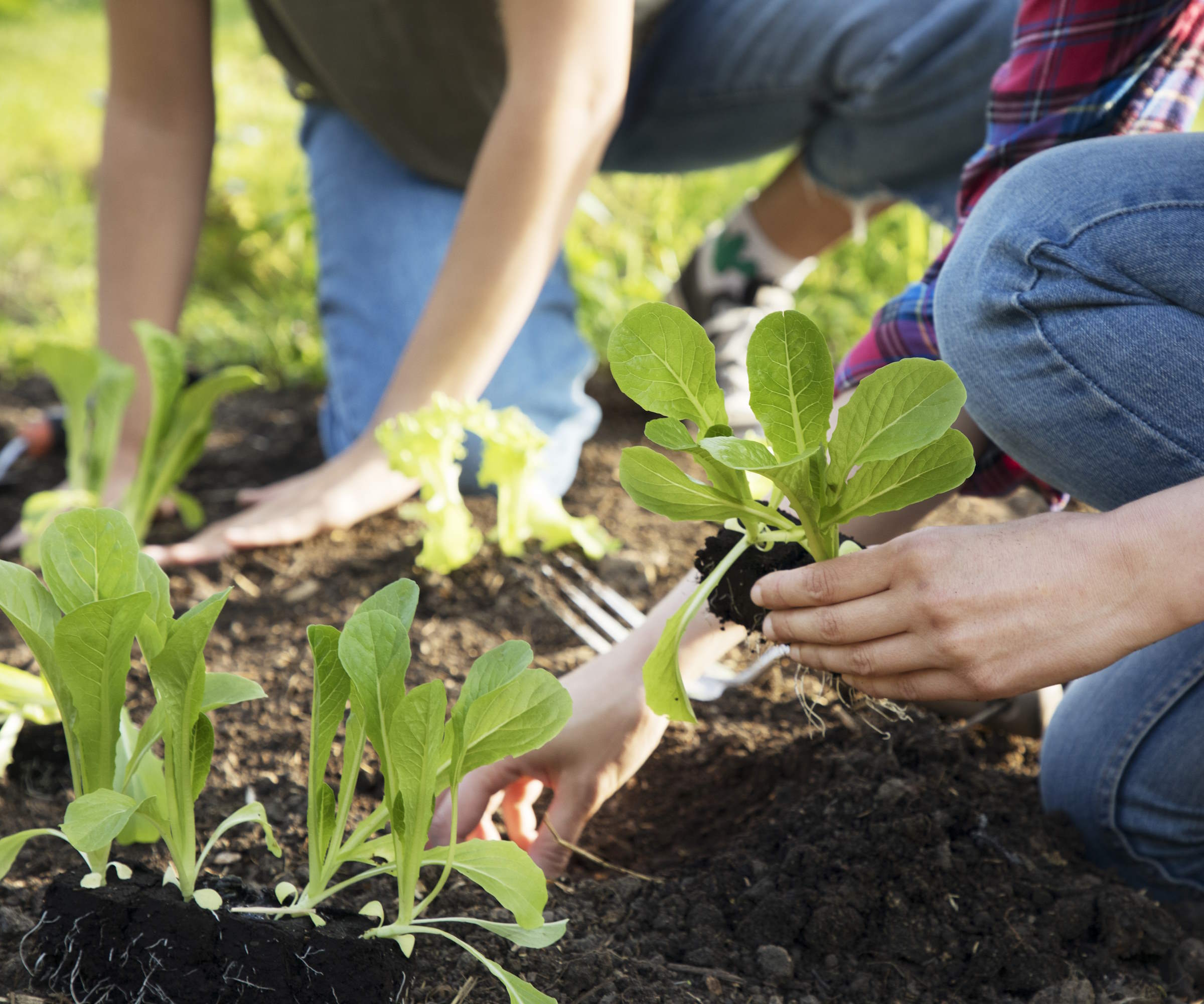 Planter unge salatplanter i hagen