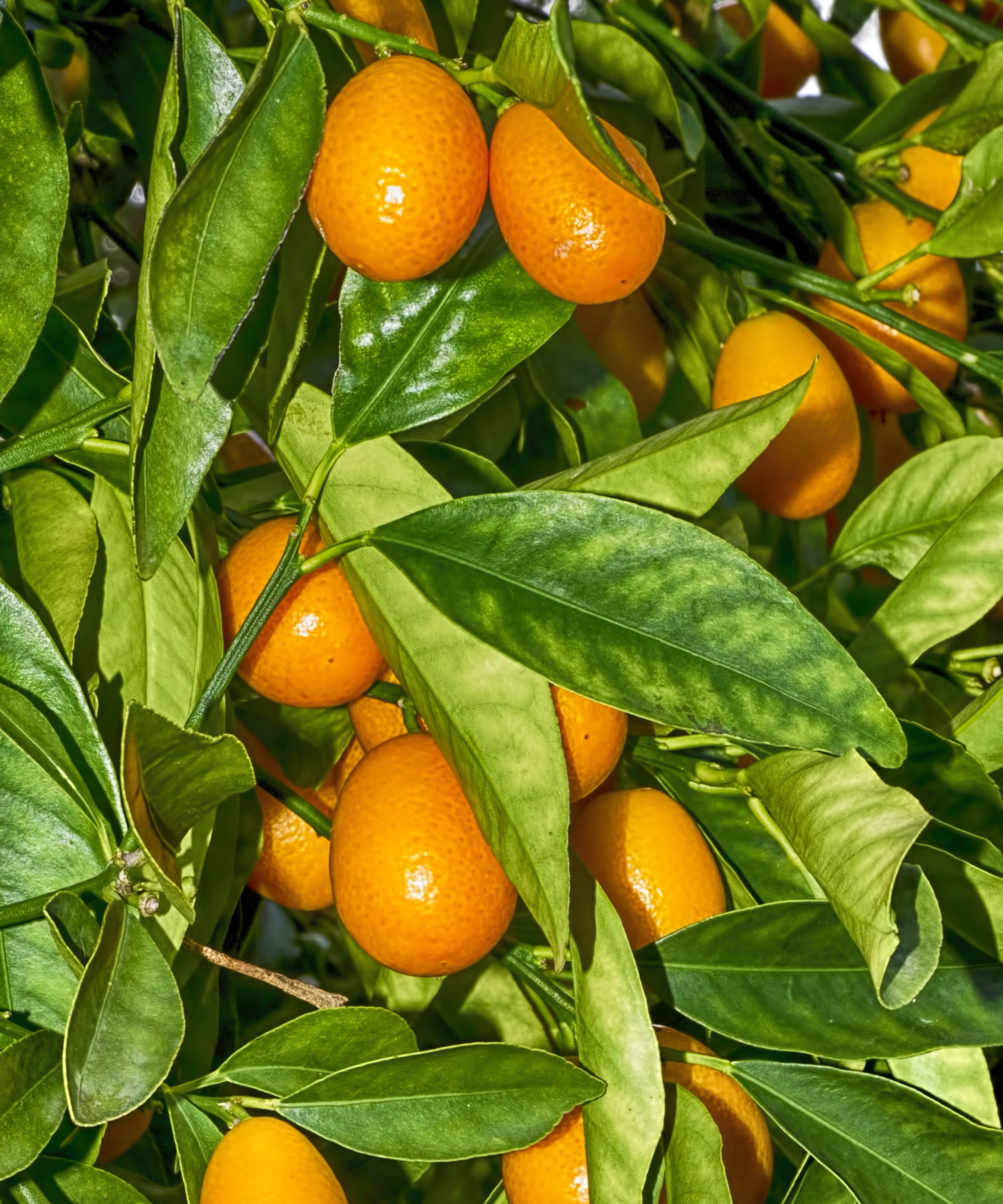 Modne kumquats som vokser på et tre med mørkegrønt løvverk