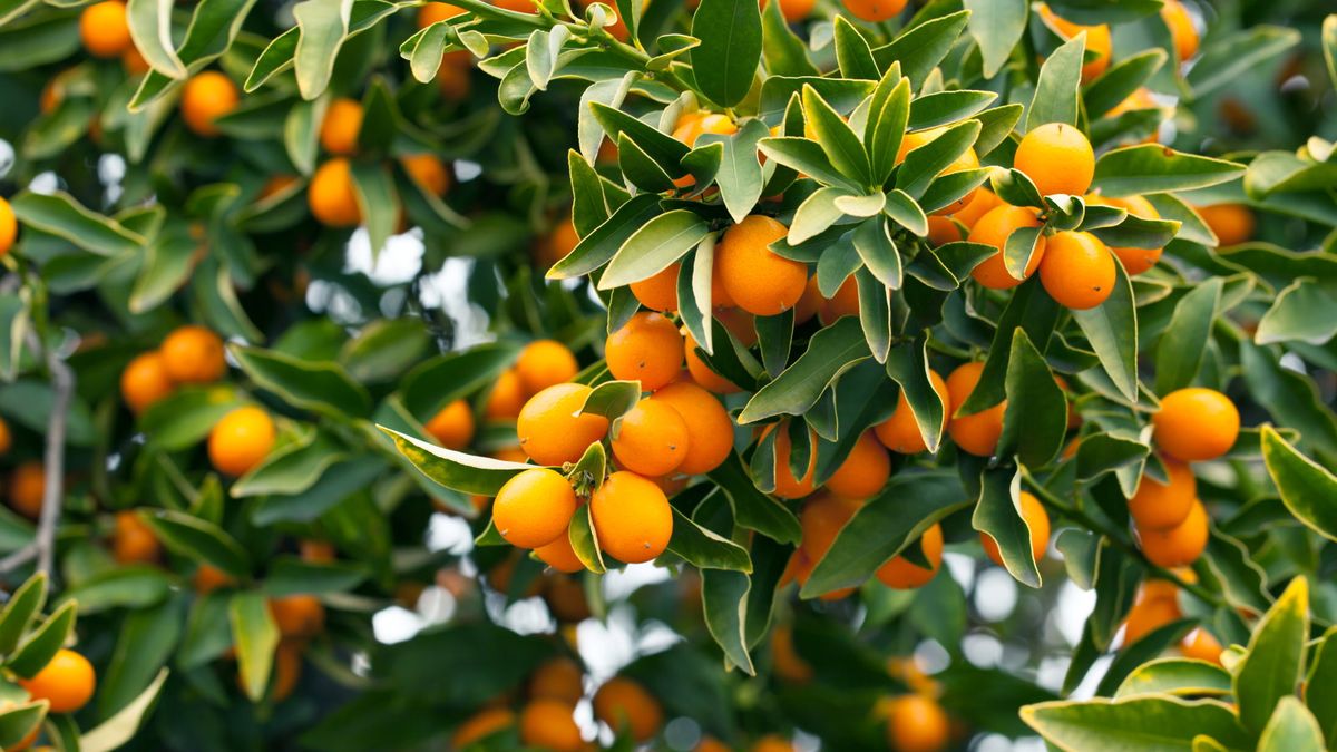 Hvordan dyrke et Kumquat -tre utendørs - Fruit Tree Experts avslører hemmelighetene for glade trær og topphøstinger