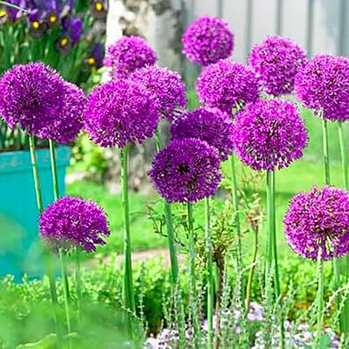 Allium -pærer for planting - 5 store pærer - lilla sensasjonsplante 30